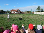 Sorbon - pes fotbalista